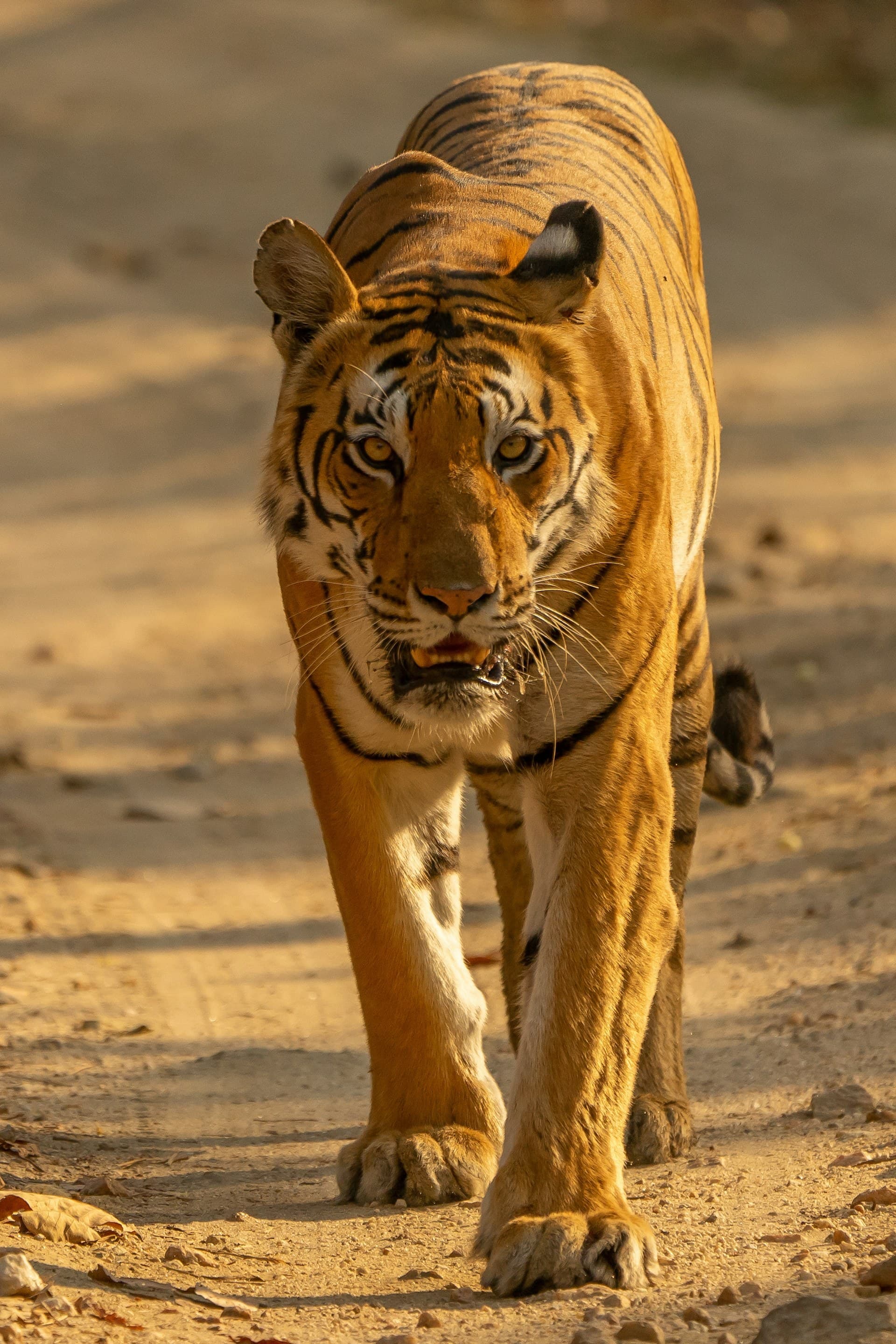 Bengal tiger walking a forest track at golden hour, Bandhavgarh
